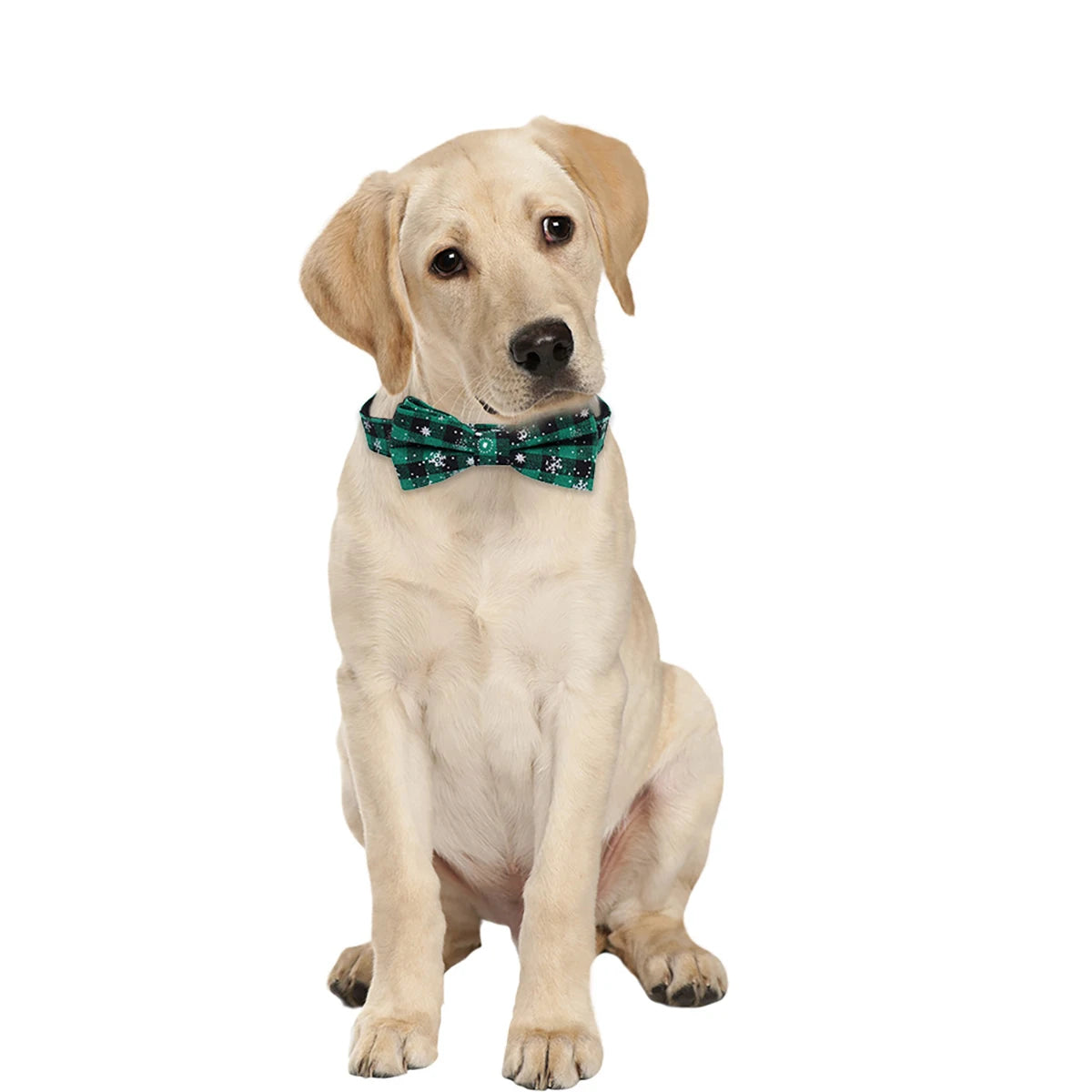 Dog Collar with Bow tie