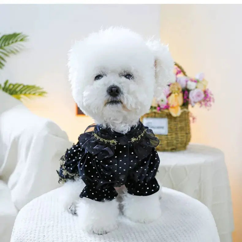 Dog Dress - Velvet Black Gold Fashion Clothing