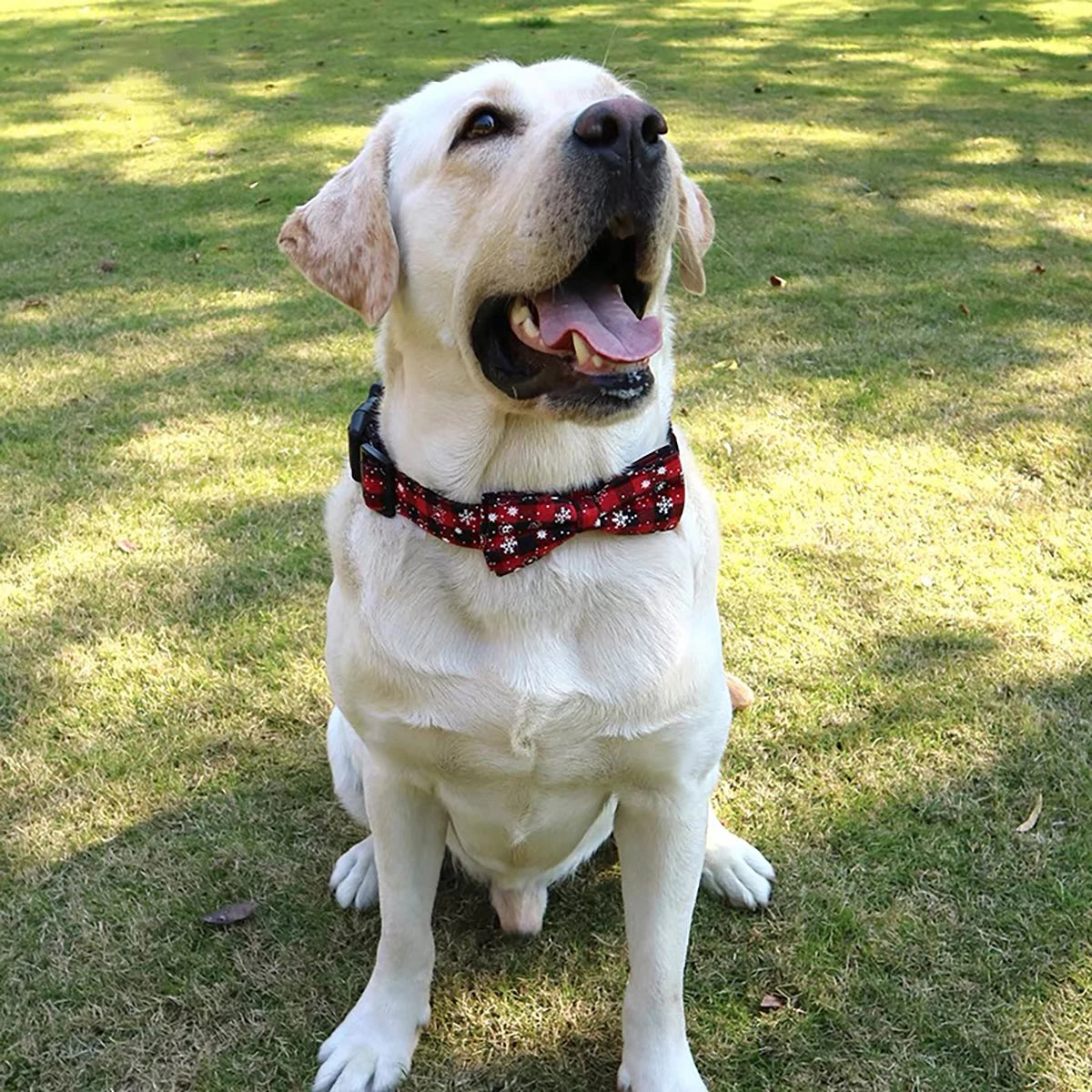 Dog Collar with Bow tie