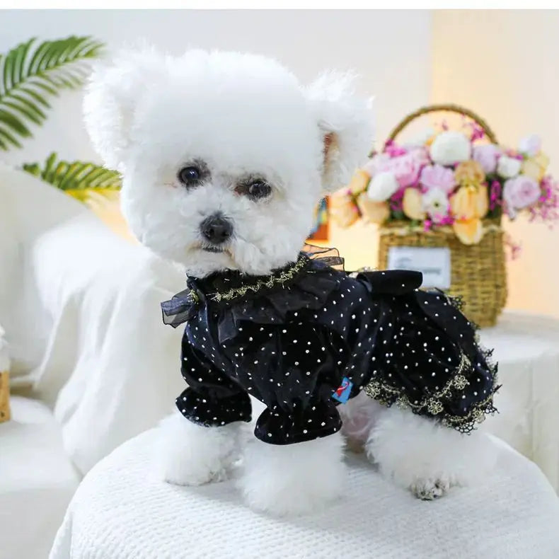 Dog Dress - Velvet Black Gold Fashion Clothing