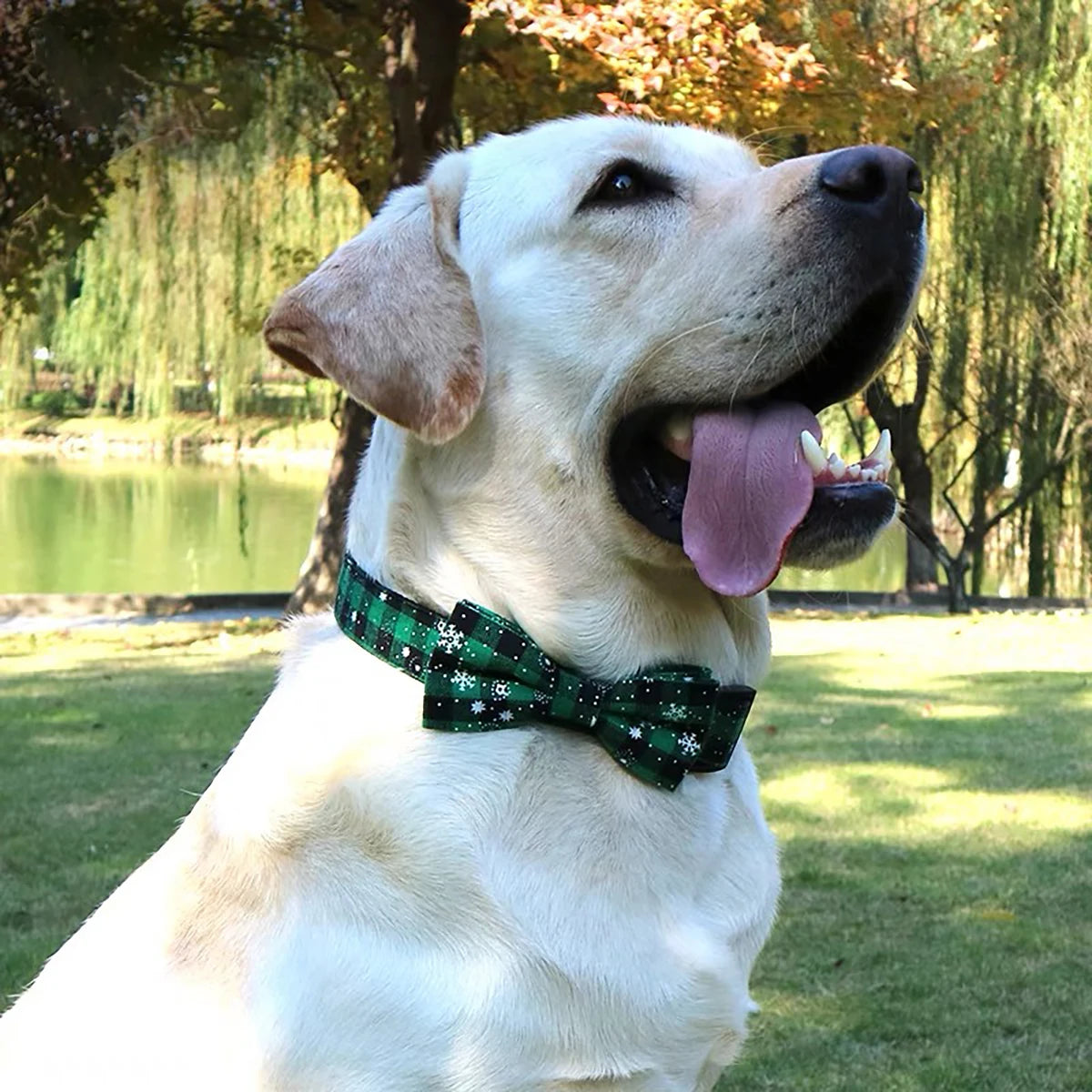 Dog Collar with Bow tie
