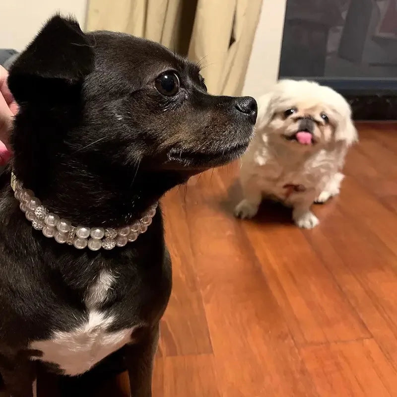 Cat / Dog Collar and Leash Set Pet